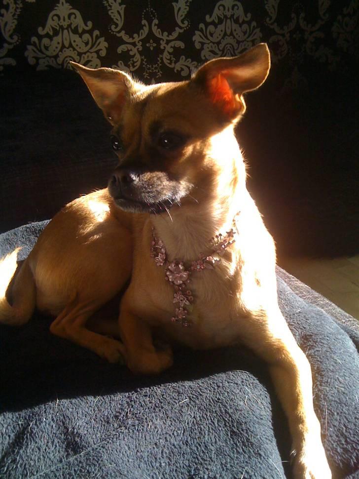 Blanding af racer Zhila - 1 år gammel..  billede 1