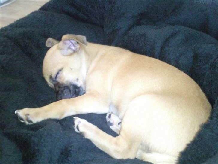 Blanding af racer Zhila billede 10