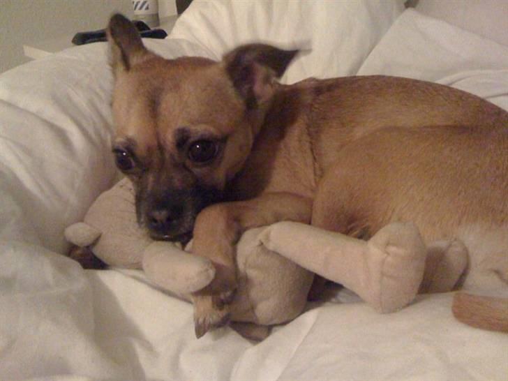 Blanding af racer Zhila - Ynglings Bamsen når det er godnat tid.. :) billede 5