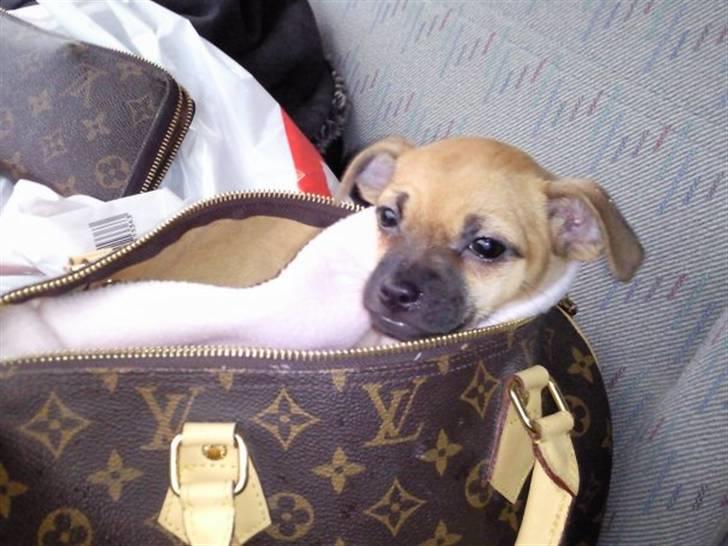 Blanding af racer Zhila - 9 uger gammel.. :) billede 9