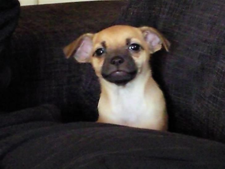 Blanding af racer Zhila billede 7