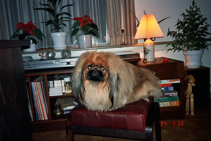 Pekingeser Kisci Fine Kasper.  R.I.P - Jeg sidder godt her oppe   billede 15