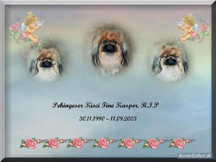 Pekingeser Kisci Fine Kasper.  R.I.P - Minde billede af Kasper billede 17