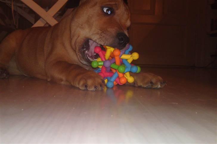 Staffordshire bull terrier Eigil  - Min lille drengs ynglings aktivetet leg:D  billede 1