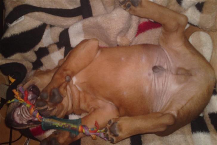 Staffordshire bull terrier Eigil  billede 2