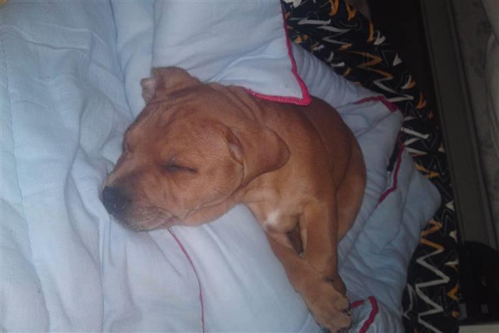 Staffordshire bull terrier Eigil  billede 3