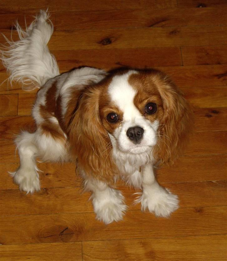Cavalier king charles spaniel Frida billede 1