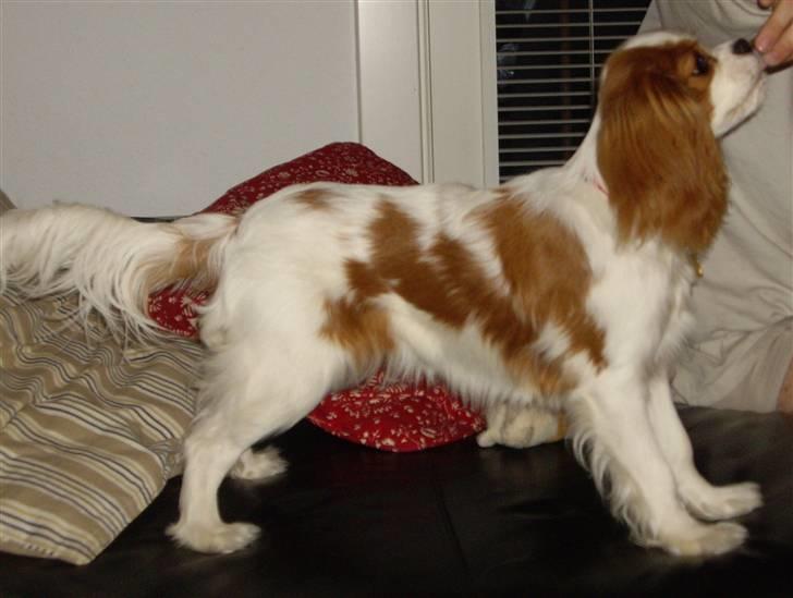 Cavalier king charles spaniel Frida billede 2