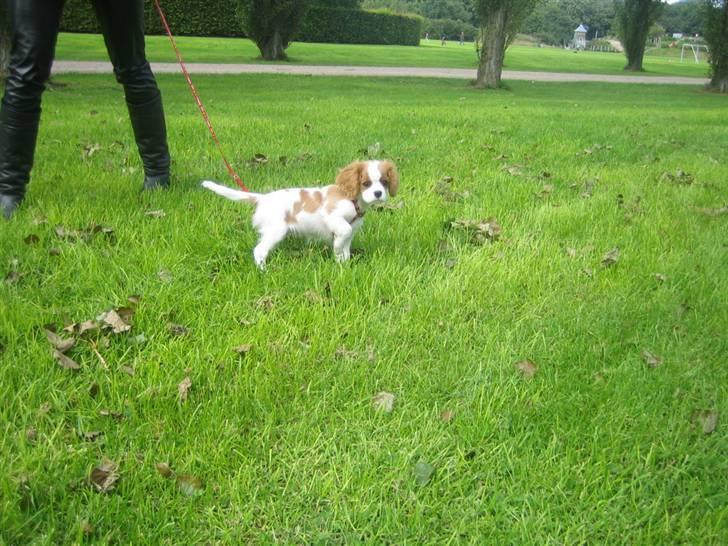 Cavalier king charles spaniel Frida billede 3