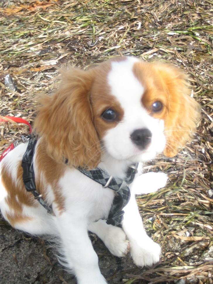 Cavalier king charles spaniel Frida billede 4