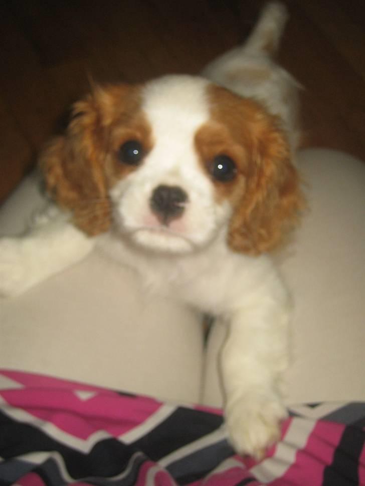 Cavalier king charles spaniel Frida billede 5