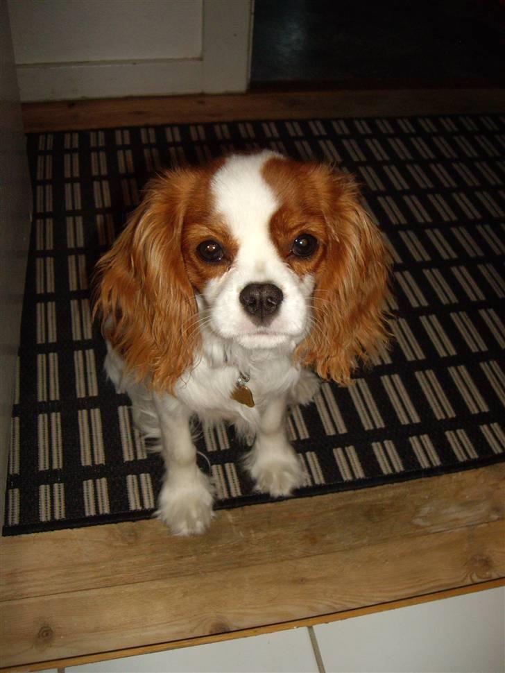 Cavalier king charles spaniel Frida billede 6
