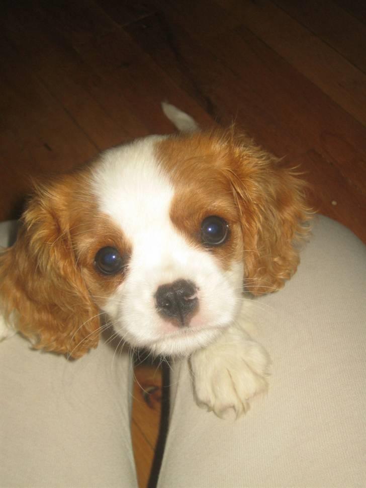 Cavalier king charles spaniel Frida billede 7