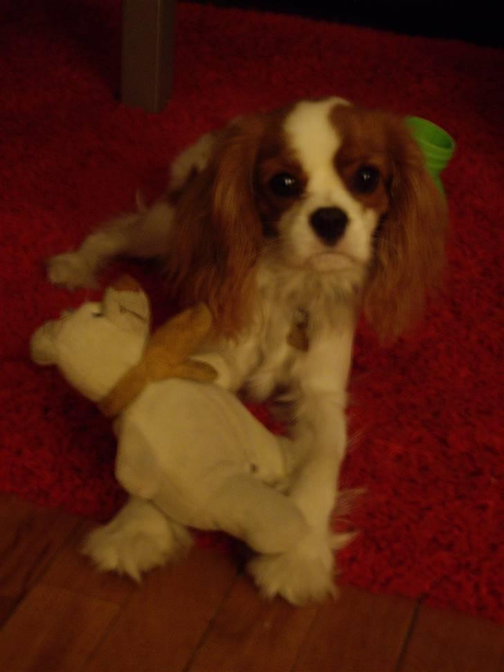 Cavalier king charles spaniel Frida billede 8