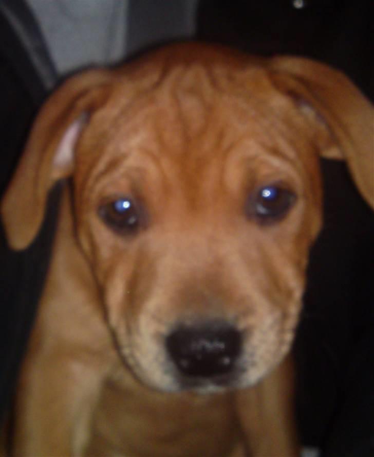 Staffordshire bull terrier Eigil  billede 4