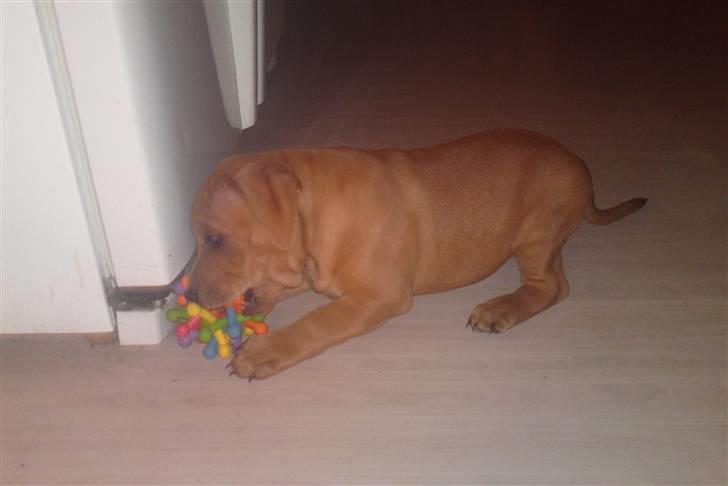 Staffordshire bull terrier Eigil  billede 5