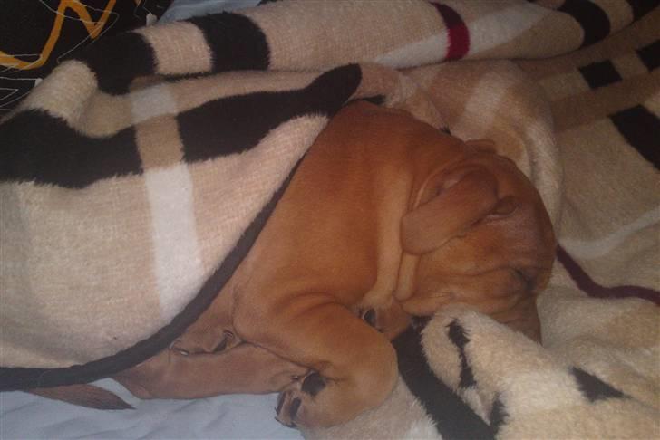 Staffordshire bull terrier Eigil  billede 6