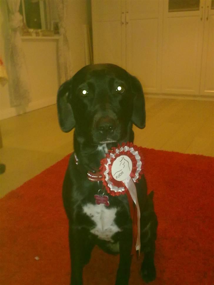 Blanding af racer Freja<'3 - the champ freja velkommen til frjas profil billede: mig billede 1