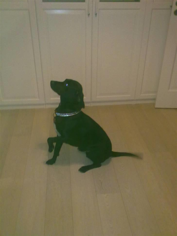 Blanding af racer Freja<'3 - nuuur<3 elsker dig foto:mig billede 2