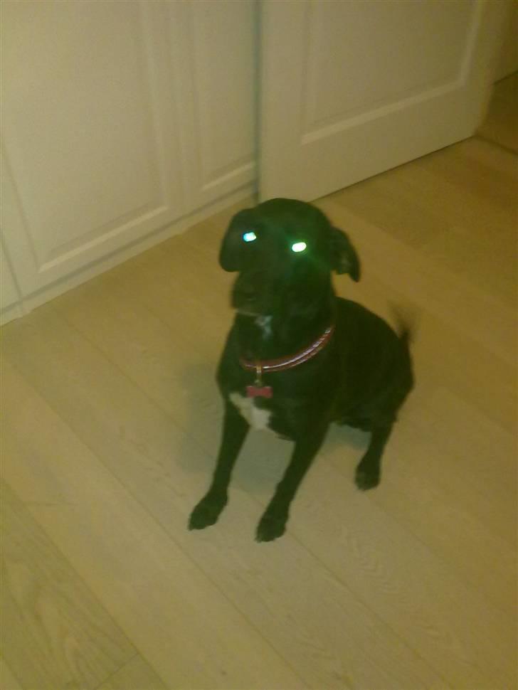 Blanding af racer Freja<'3 - <3 foto:mig billede 3