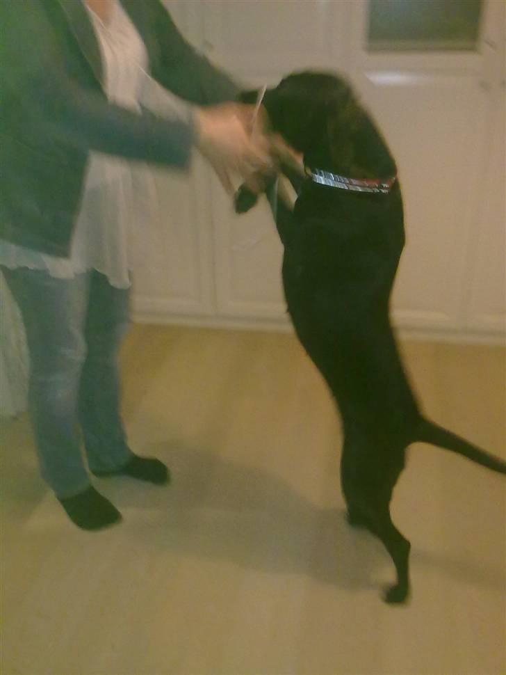 Blanding af racer Freja<'3 - freja danser lige lidt med min mor:) hihi fjolet foto: mig billede 4