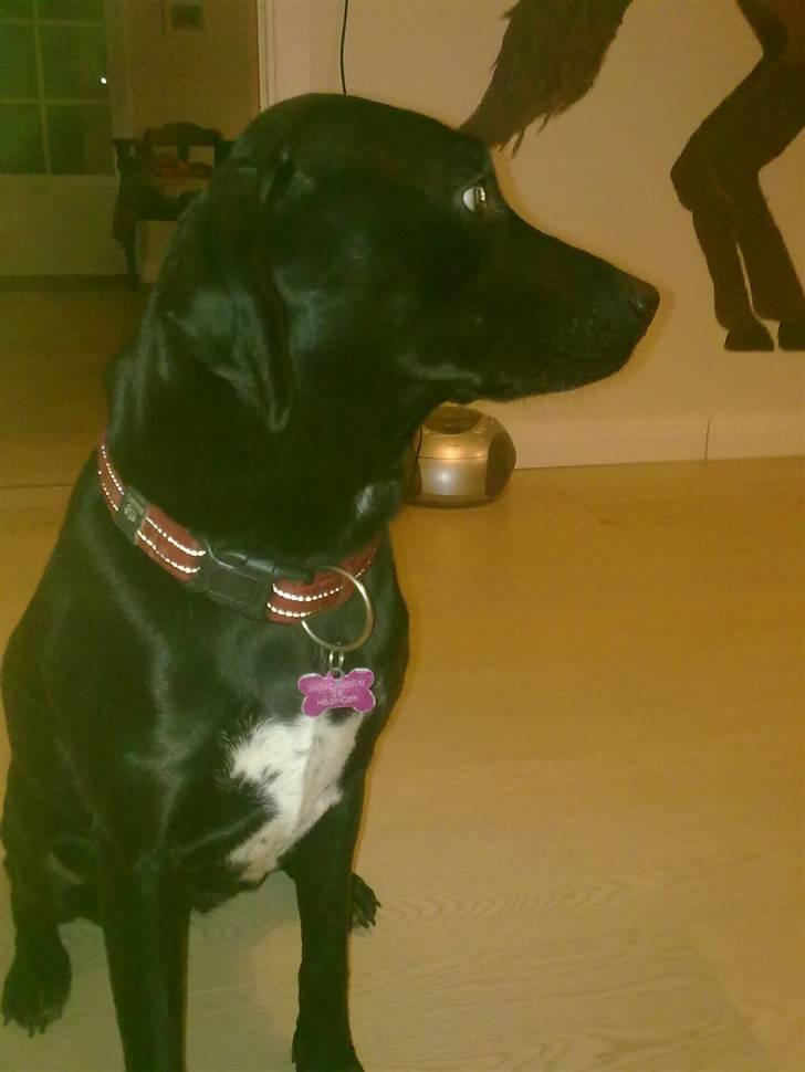 Blanding af racer Freja<'3 - skønne freja som fotomodel<3 fotop:mig billede 5