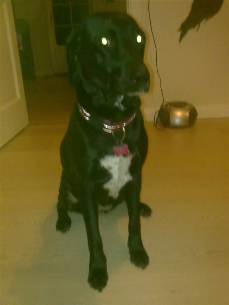 Blanding af racer Freja<'3 - beauty:D foto:mig billede 6