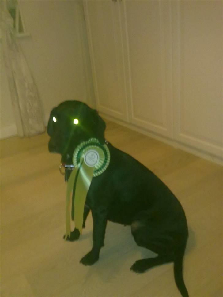 Blanding af racer Freja<'3 - freja med en af mine sløjfer:D foto mig billede 7