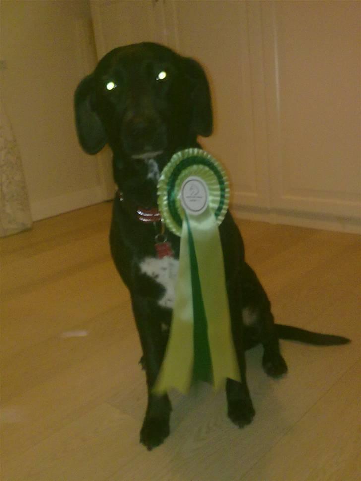 Blanding af racer Freja<'3 - nysgerig<3 foto: mig billede 8