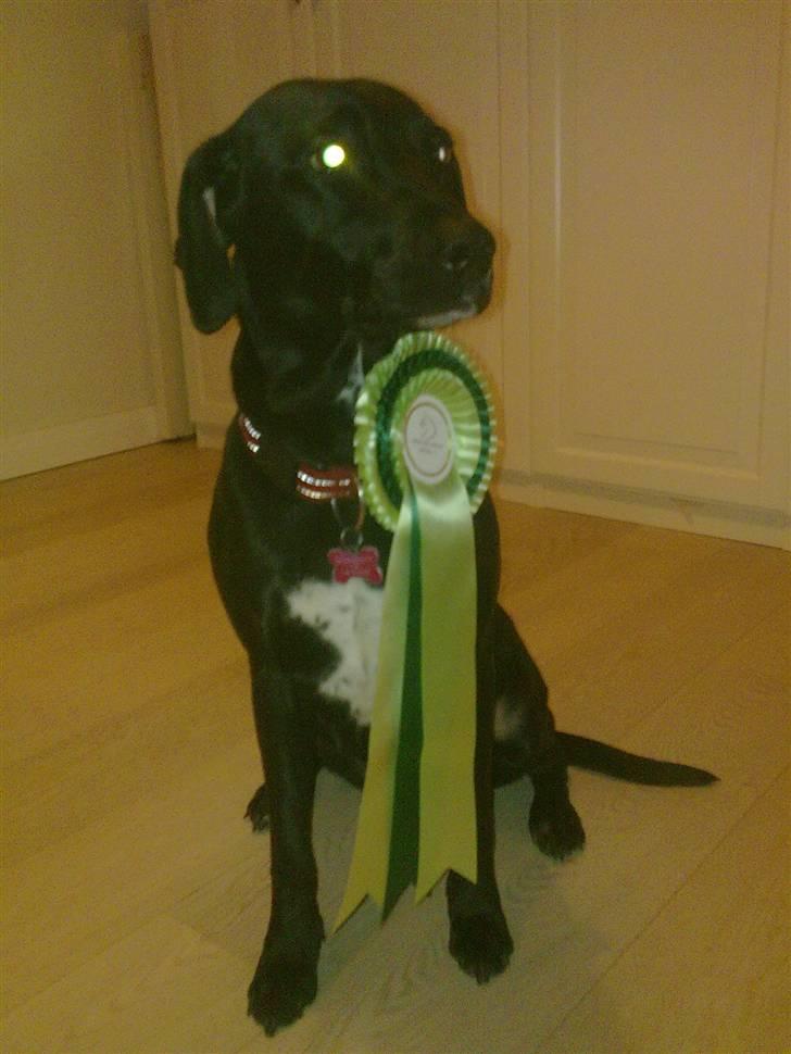 Blanding af racer Freja<'3 - <3<3<3<3<3<3 foto:mig(igen) billede 9