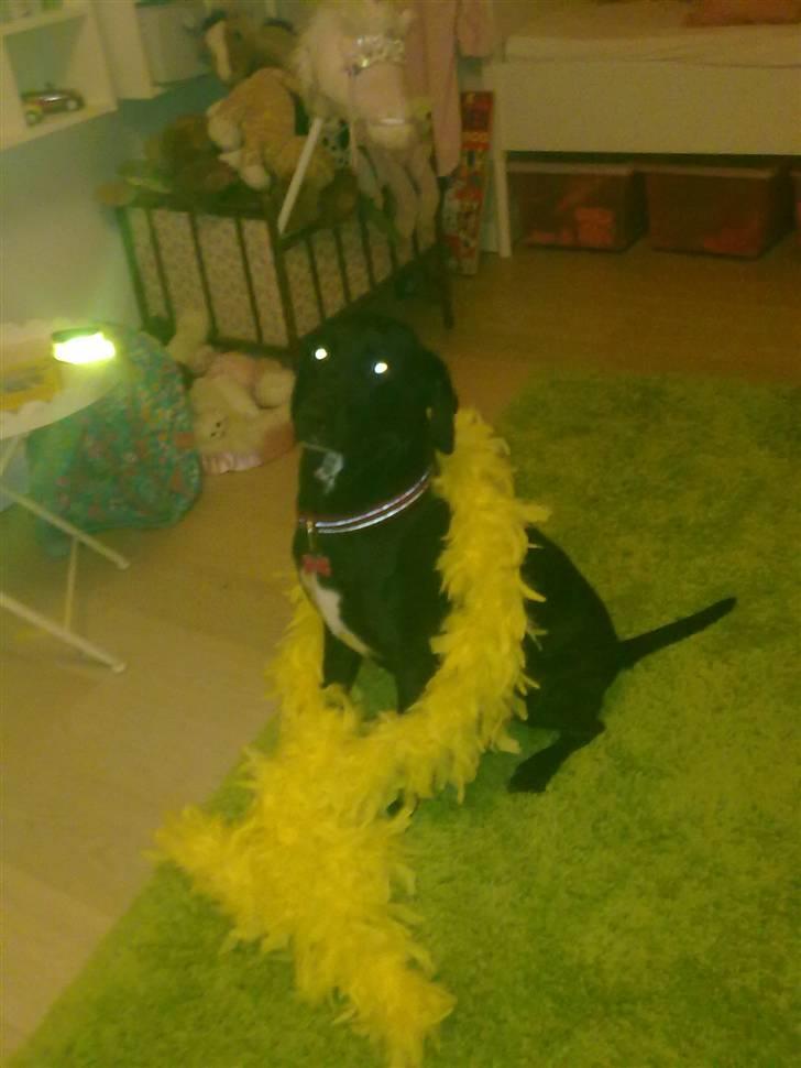 Blanding af racer Freja<'3 - freja leger lige fin dame hehe:) foto:mig billede 10