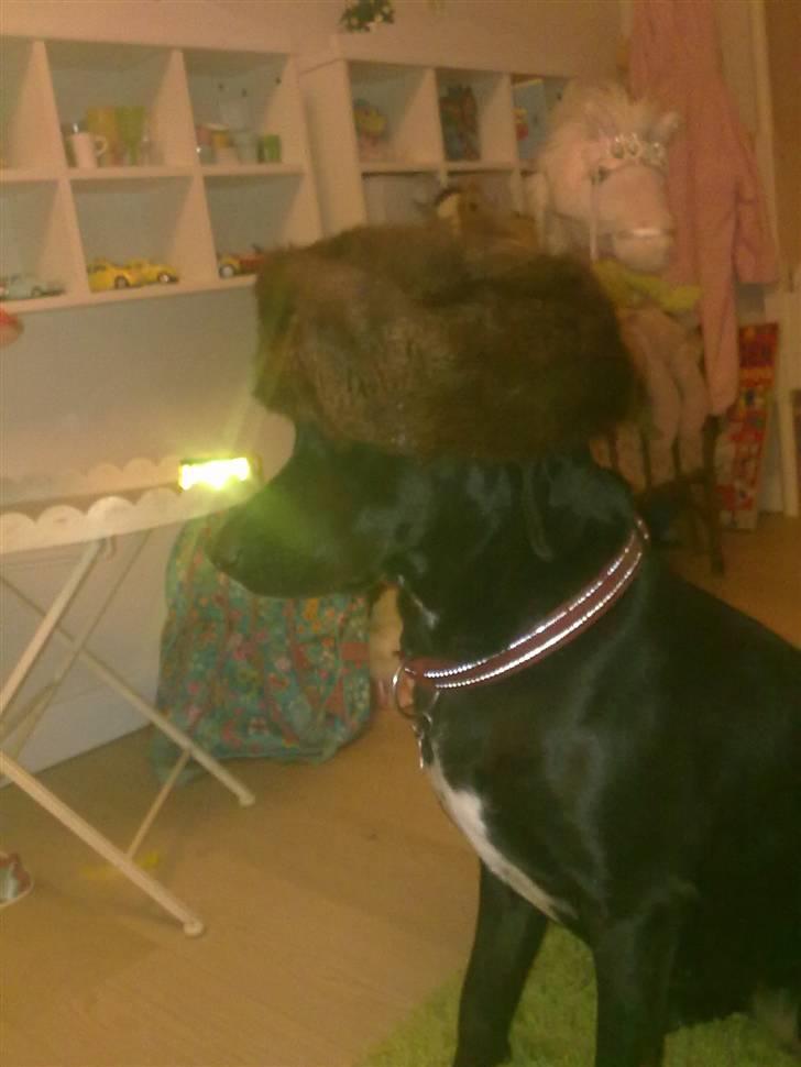 Blanding af racer Freja<'3 - freja med en sjov hat på hovedet hmmmm. foto: mig billede 11