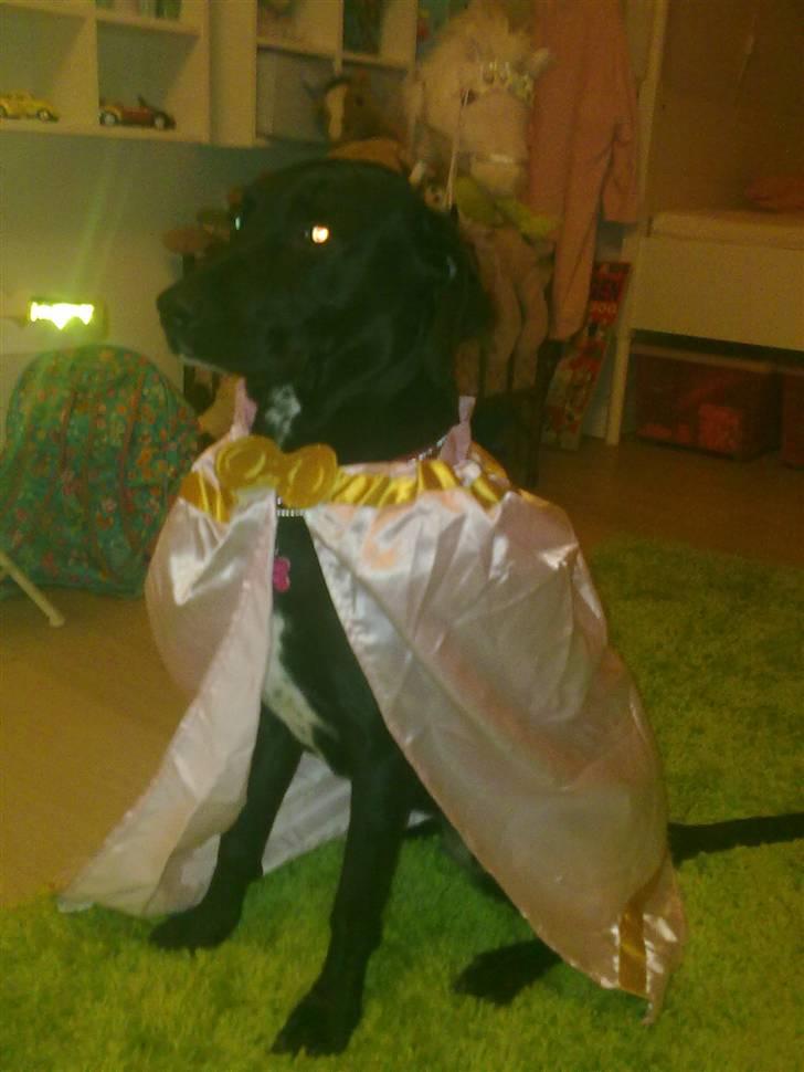 Blanding af racer Freja<'3 - freja leger prinsese:D foto: mig billede 12