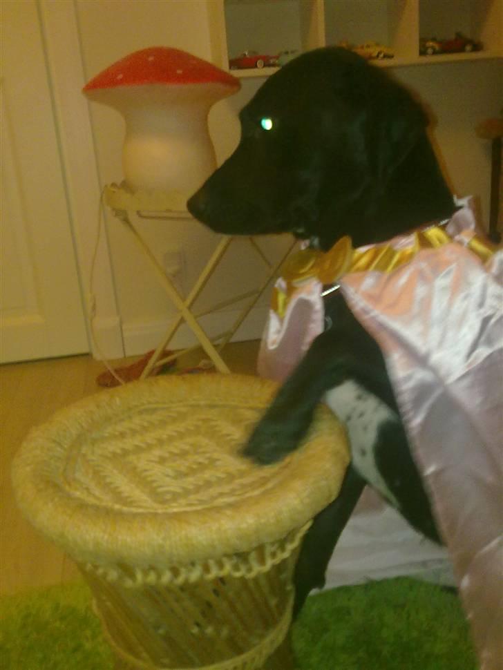 Blanding af racer Freja<'3 - hvad var det???? foto: mig billede 13