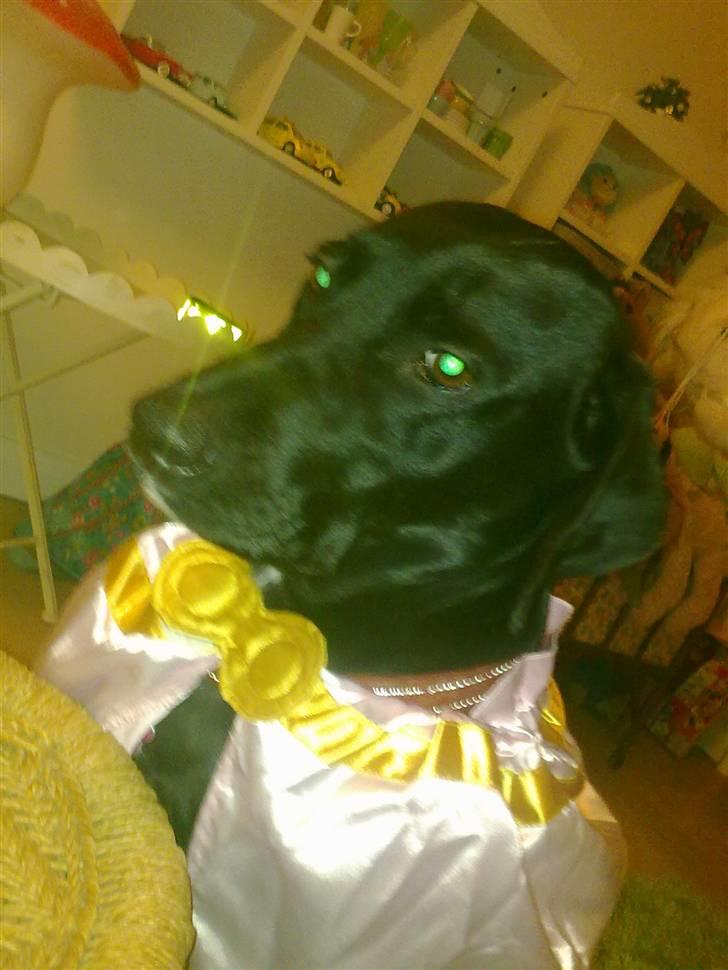 Blanding af racer Freja<'3 - <3 hmm. ved ikke heltXD foto: mig billede 14