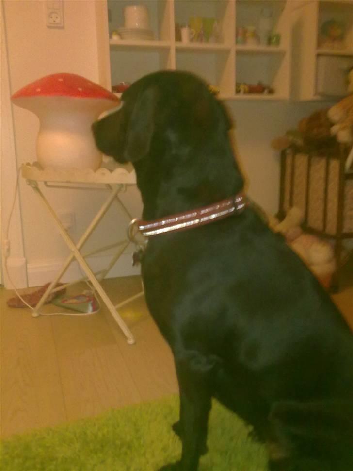 Blanding af racer Freja<'3 - <3 foto: mig billede 15