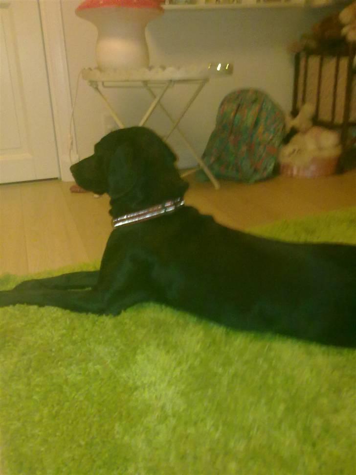 Blanding af racer Freja<'3 - model igen beauty foto: mig billede 16