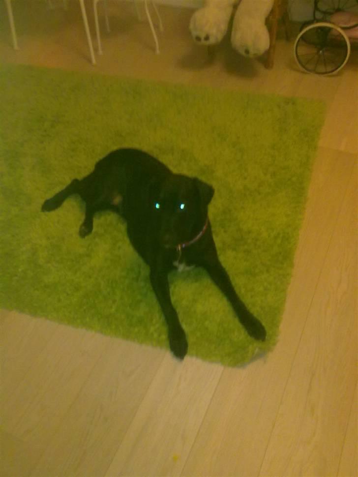 Blanding af racer Freja<'3 - nu er hun træt:) foto: mig:) billede 17