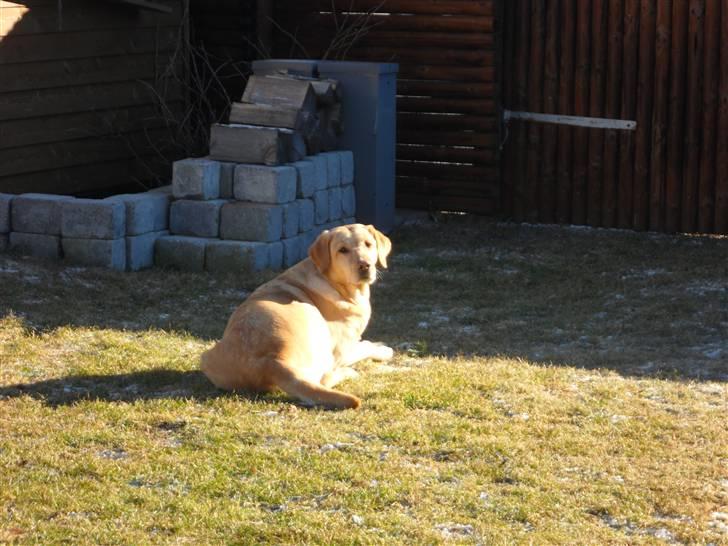 Labrador retriever molly billede 12