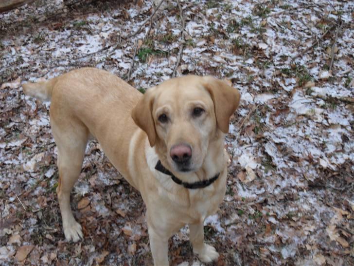 Labrador retriever molly billede 13