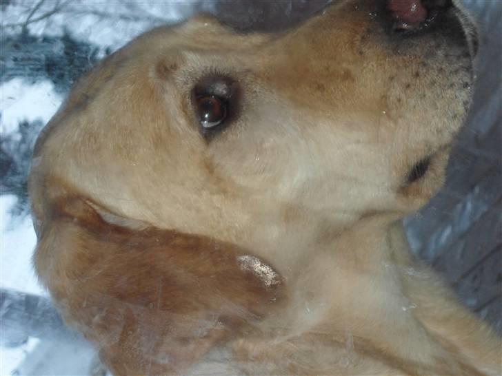 Labrador retriever molly billede 14