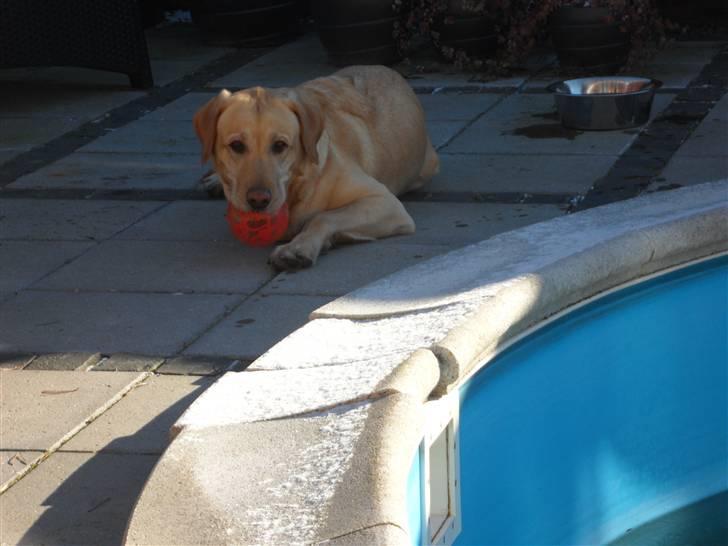 Labrador retriever molly billede 15