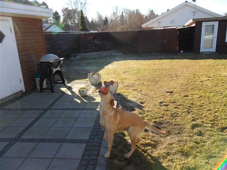 Labrador retriever molly billede 16