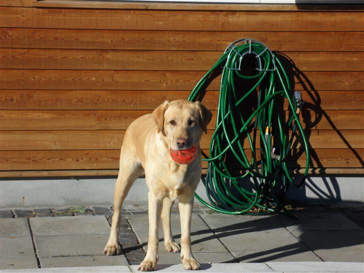Labrador retriever molly billede 17
