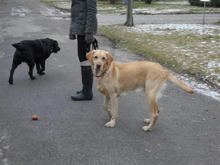 Labrador retriever molly billede 18