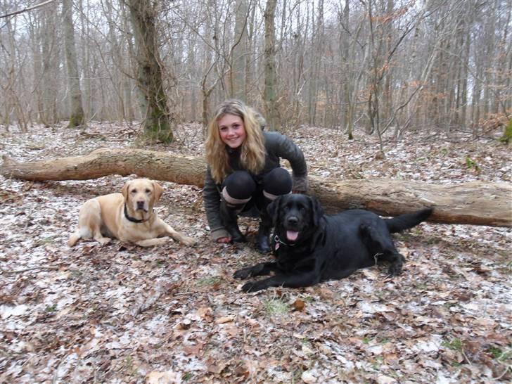 Labrador retriever molly billede 19