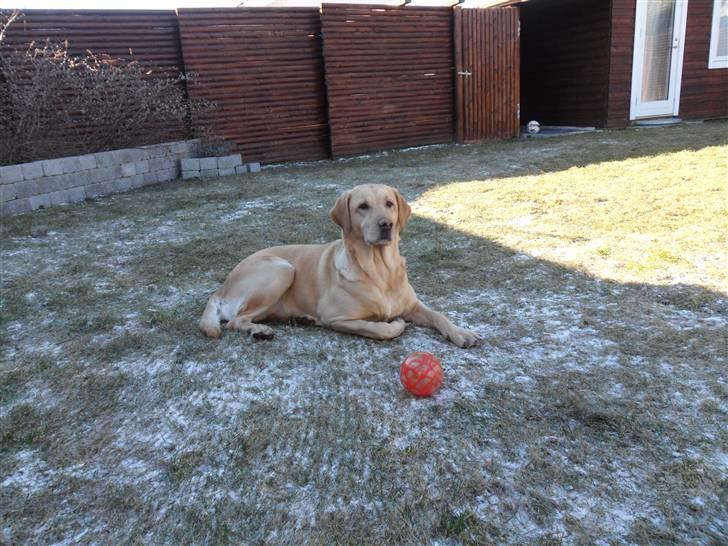 Labrador retriever molly billede 20