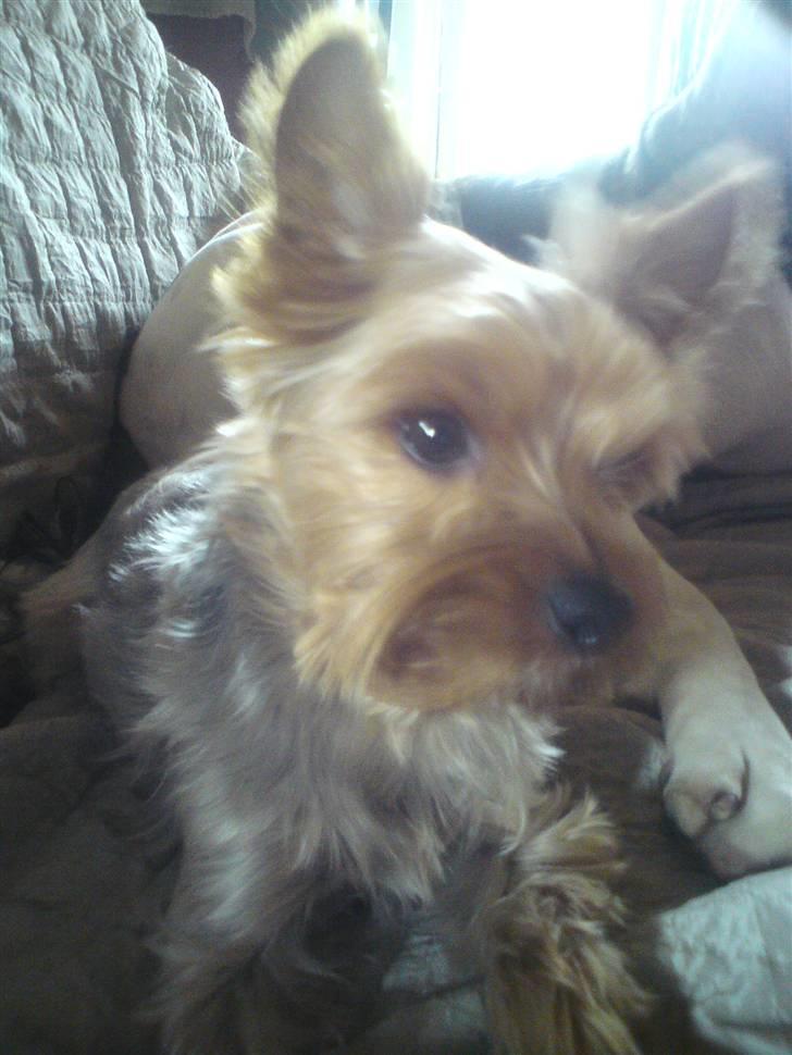 Yorkshire terrier Ludwig billede 12