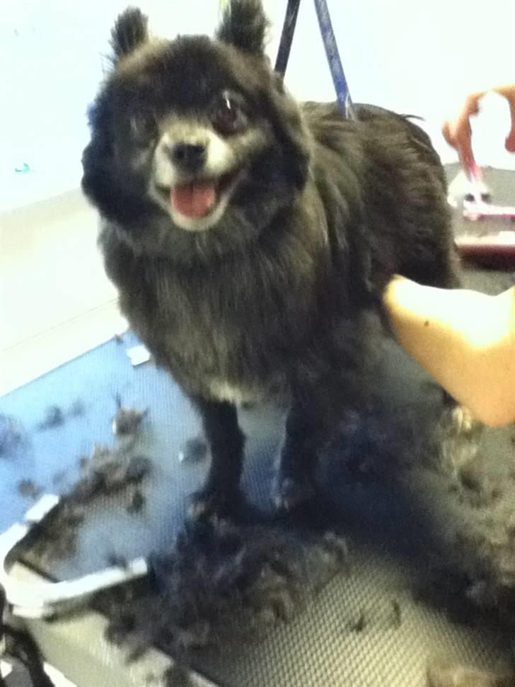 Blanding af racer Felix - Se hvor fin jeg er... Min første klipning.. Muligvis den sidste :p billede 10