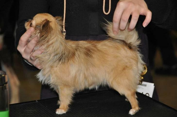 Chihuahua Eva (SOLGT) billede 19